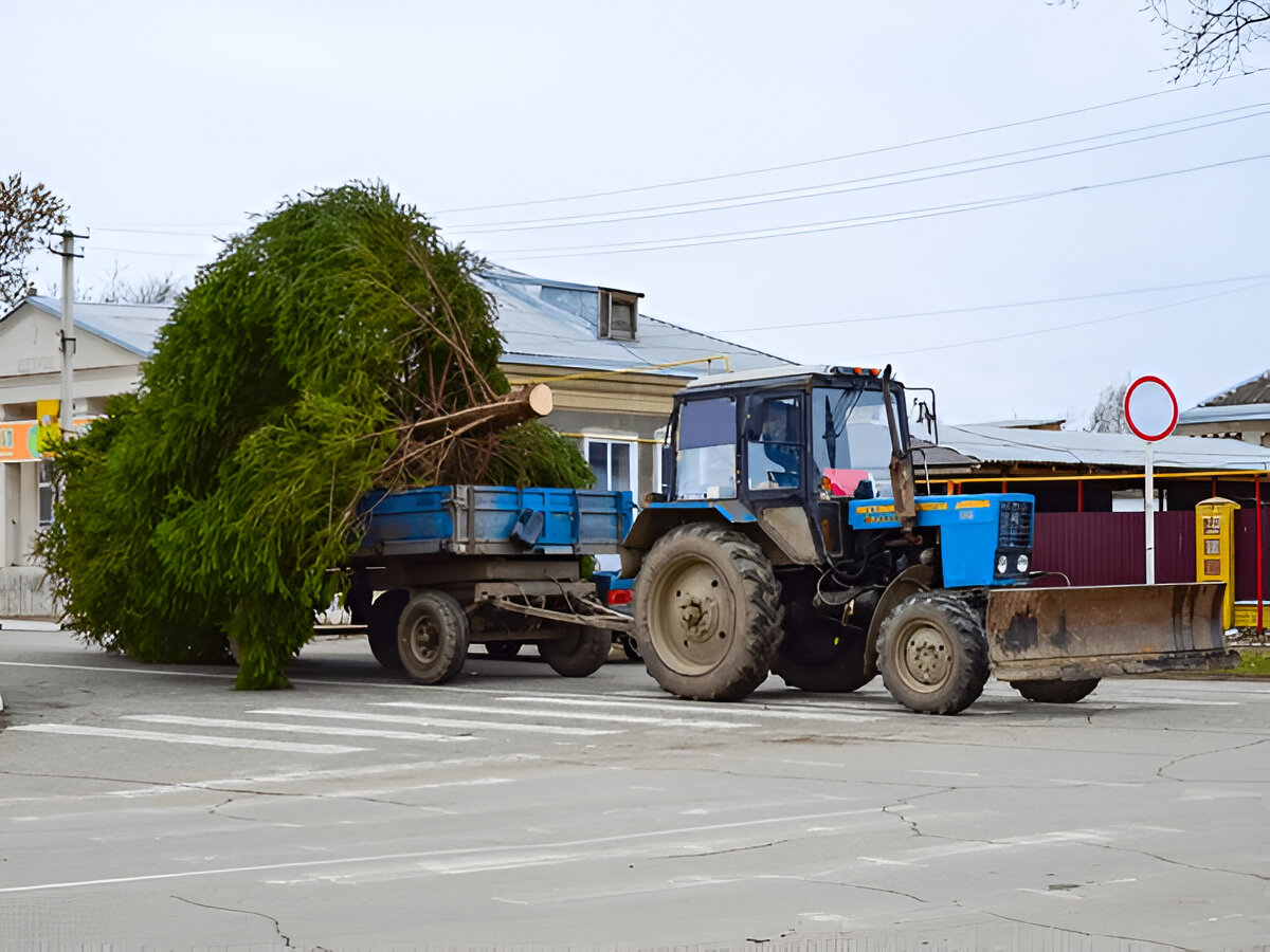 Christmas Tree Pick up and Disposal